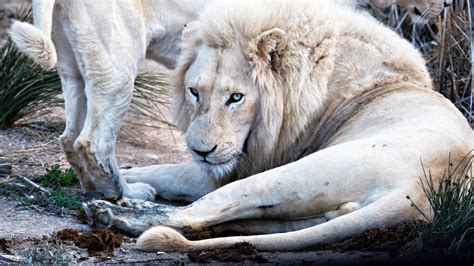 [100+] White Lion Wallpapers | Wallpapers.com