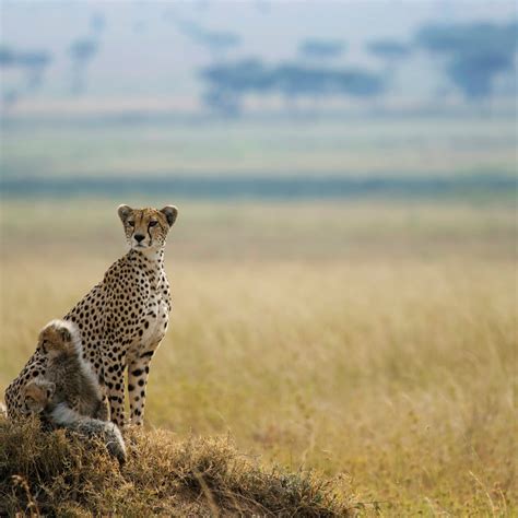 Cheetah Predators