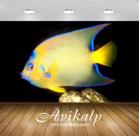 Avikalp Exclusive Awi2715 Holacanthus Ciliaris Subadult Fish Full HD W ...