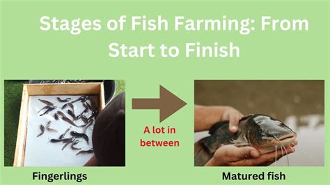 What Is Fish Farming 的图像结果