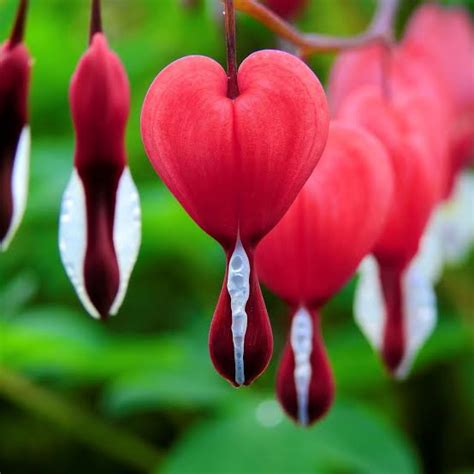 Blooming Bleeding Heart plants plantation with Care Tips - Urban Plants™