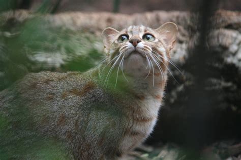 Image result for Rust Colored Cat