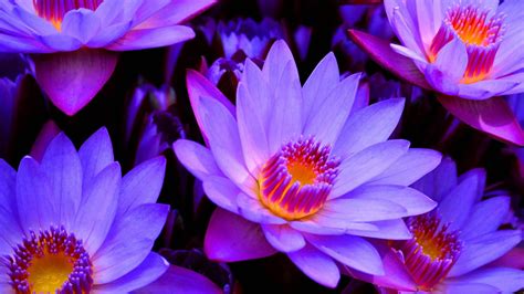 Egyptian Blue Lotus Flower Meaning | Best Flower Site