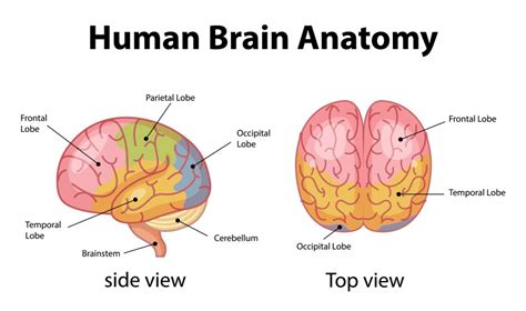 Normal Human Brain 的图像结果