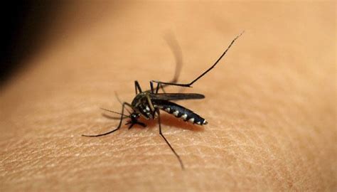 Civic bodies misled us on steps taken to prevent dengue: HC | Health ...
