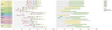 Transcriptome-Wide Identification of the GRAS Transcription Factor ...