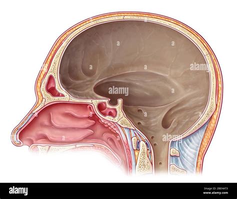 Intracranial space hi-res stock photography and images - Alamy