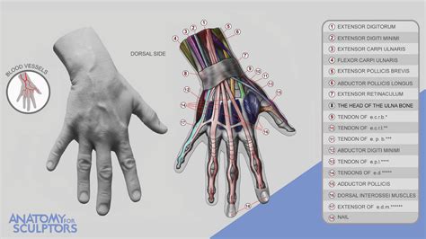 Anatomy For Sculptors - The dorsum of hand