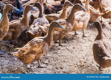 Brown Duck in Cage from Local Animals Agriculture of Thailand for Egg ...