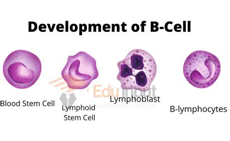 Image result for B Lymphocytes Function