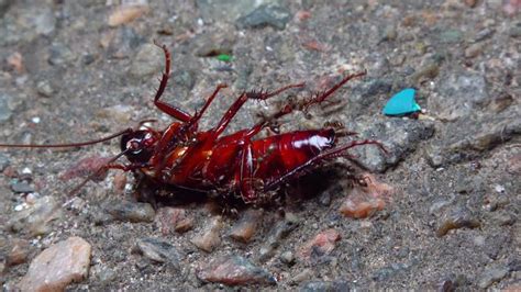 Image result for Large Cockroach Attack