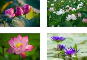 POSTER SET1 Paper Print - Floral & Botanical posters in India - Buy art ...