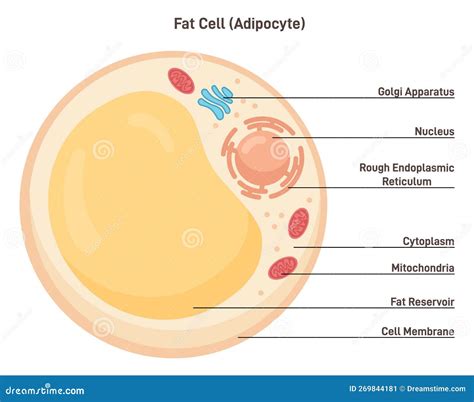 Fat Cell Structure 的图像结果