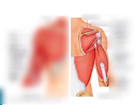 Scapular Muscle 的图像结果