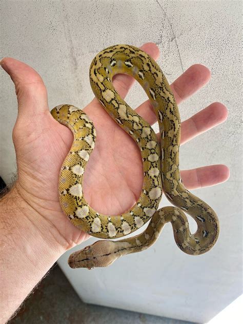 Image result for Retic Python Bite