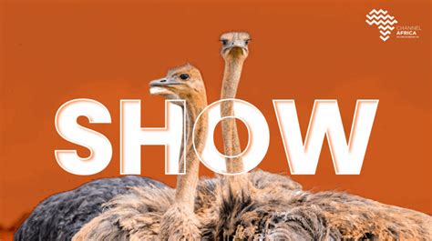 Image result for Shell Namibia