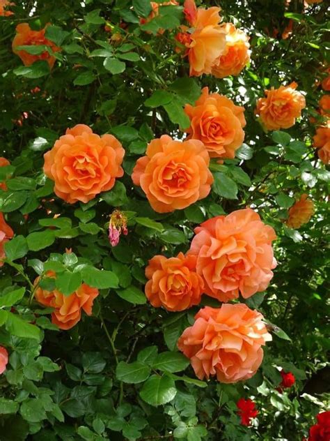 Ritz Farming® Imported climbing rose flower seeds | orange climbing ...