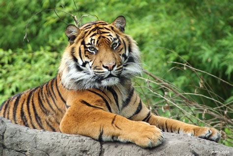 Wild Animal Artinya Bahasa Indonesianya