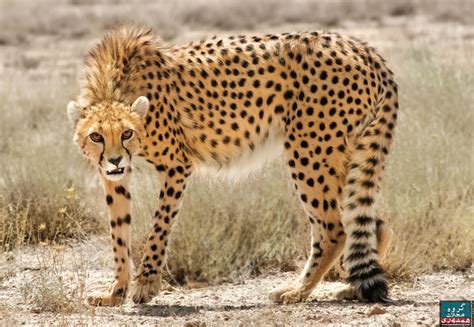 Cheetah | Asiatic cheetah, Big cats, Cheetahs