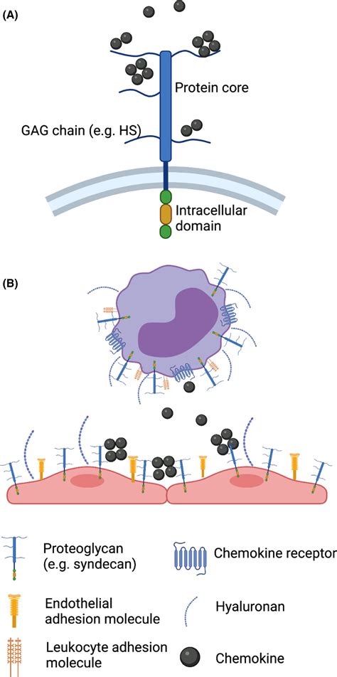 Proteoglycan Vs Glycoprotein