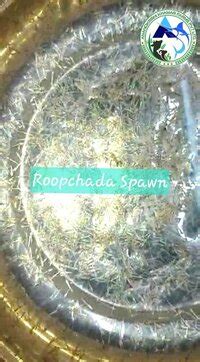 IMC Major Carp Spawn Jira Fish Seeds at Best Price in Kolkata, IMC ...