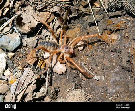 Worlds Largest Camel Spider