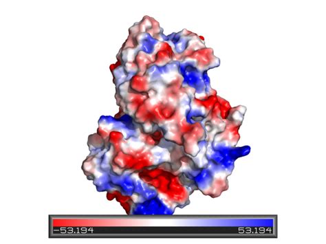 Image result for PyMOL Electrostatic Potential