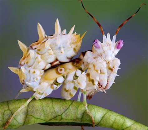 Orchid Mantis Beautiful Bugs, Beautiful Flowers, Amazing Nature, Orchid ...