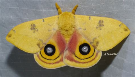 National Moth Week: Why? What Good are Moths? | backyardsfornature.org