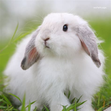 My Favourite Animal Essay for Kids | Essays on Dog, Cat, and More