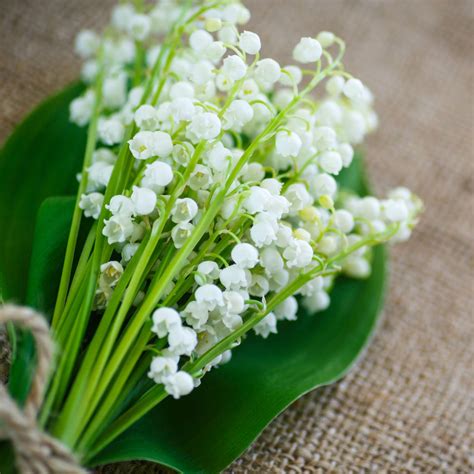 Lily Of The Valley Symbolism May's Birth Flower | Lily Of The Valley