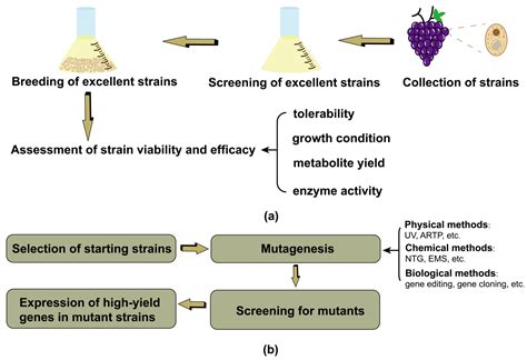 Application of Strain Selection Technology in Alcoholic Beverages: A Review