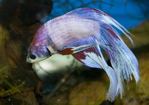 Navigating the Waters of Swim Bladder Disease in Betta Fish