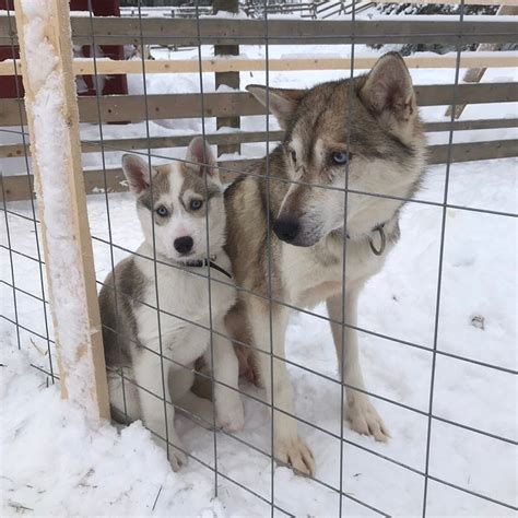 HOLIDAY CLUB RUKA VILLAGE - Lodging Reviews & Photos - Tripadvisor