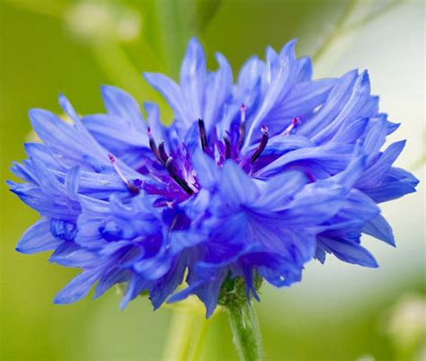 Cornflower Blue