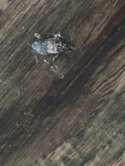 Found a bug like this in my daughters bed, and now just found it on my kitchen floor! : r ...