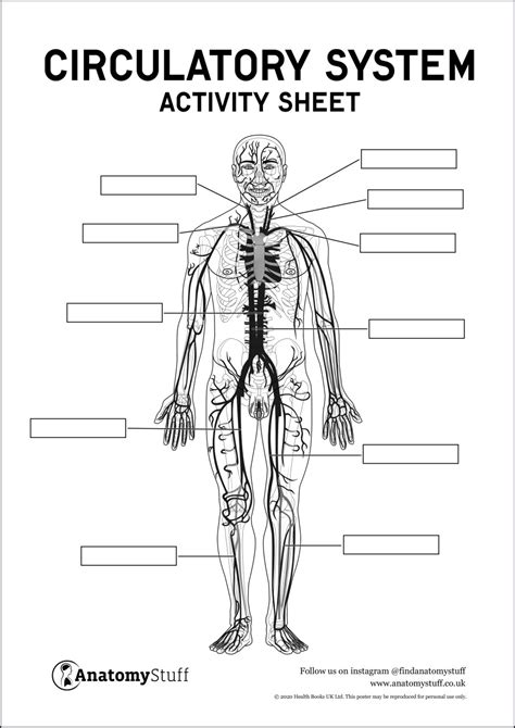 Circulatory System Anatomy Activity Sheet PDF - Worksheets Library
