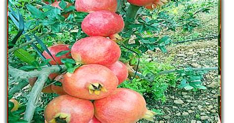Pure Plant Nursery (Official): Super Bhagwa Anar (Pomegranate)