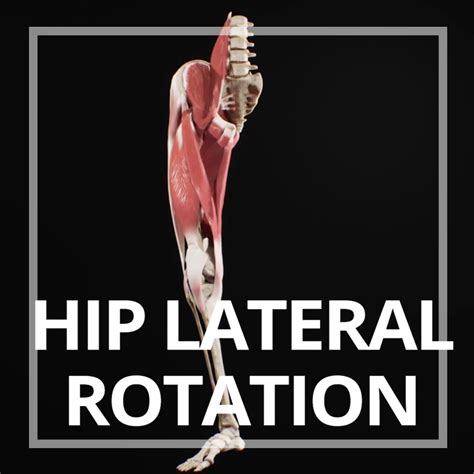ArtStation - Muscle Action of Hip Lateral Rotation