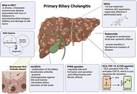 Emerging Therapeutic Strategies in the Fight Against Primary Biliary Cholangitis