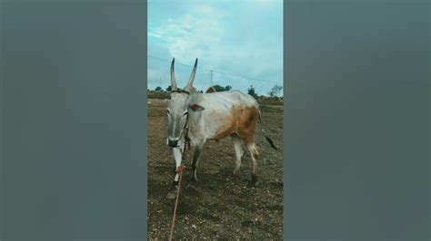 Image result for Hatavadi Java