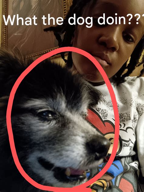 what the dog doin? : r/tamagotchi