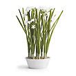 Faux Paperwhite Bulbs Potted | Frontgate