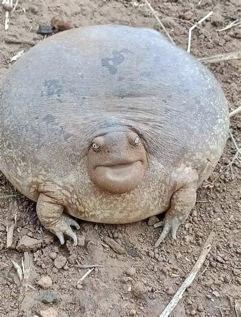 This burrowing frog : r/AbsoluteUnits