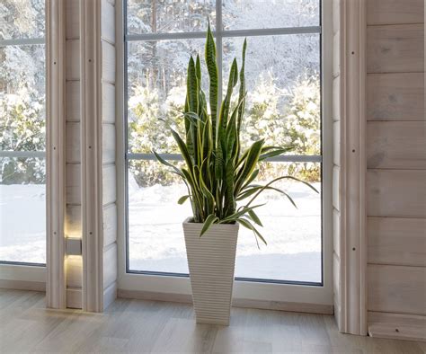 Best tall indoor plants: 10 large houseplants to add impact | Homes and ...