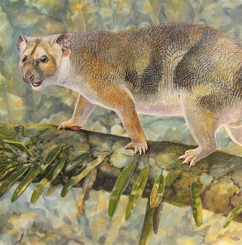 Species New to Science: [PaleoMammalogy • 2016] Microleo attenboroughi ...