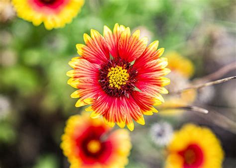 Do Rabbits Eat Marigolds