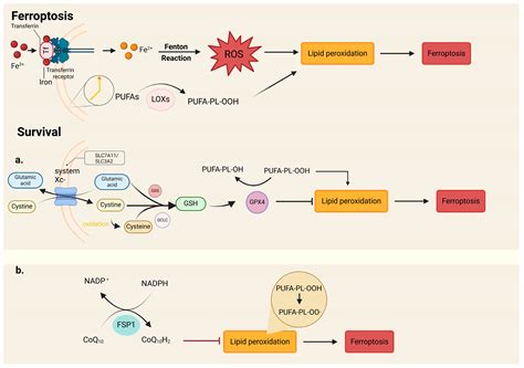 Gene Expression Regulation and the Signal Transduction of Programmed ...