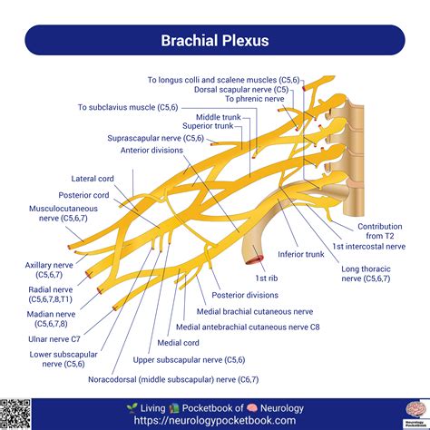 Brachial Plexus Anatomy