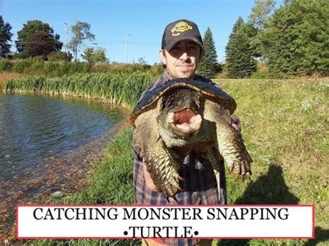 Image result for Catching Snapping Turtles